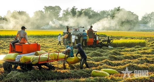 Kiêu hãnh với hạt gạo làng ta

