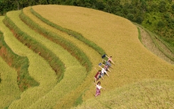 Mùa vàng Tây Bắc