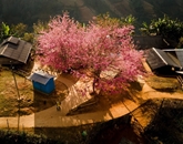 Khúc nhạc trữ tình đầu năm