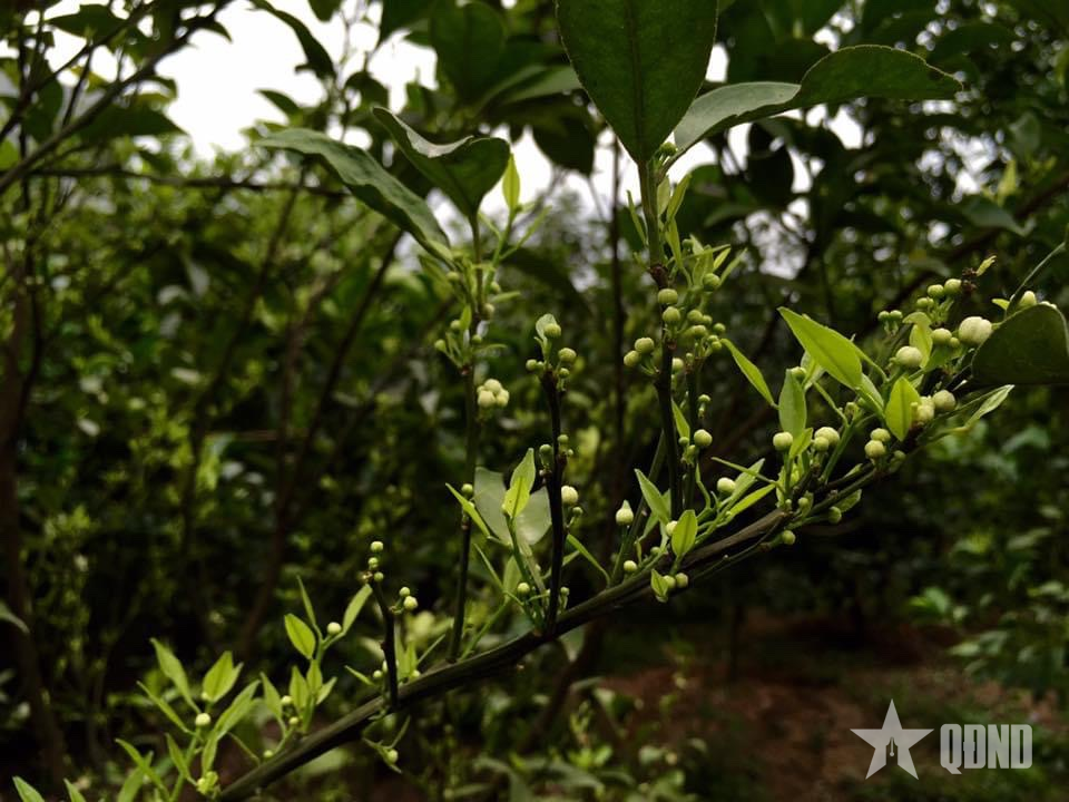 Trong khu vườn mùa xuân