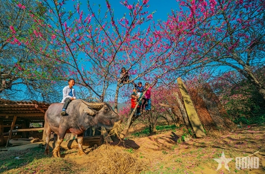 Sắc xuân trên bản Lùng Cúng