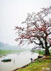 Cây gạo đầu làng