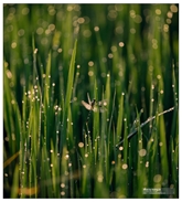 Những cơn mưa trái mùa