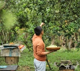 Chắt chiu hương bưởi tháng ba