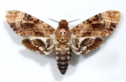 Loài bướm “biết nói”