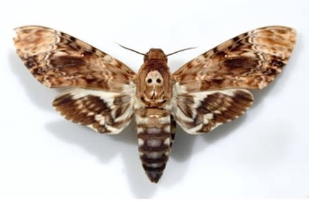 Loài bướm “biết nói”