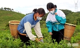 Người đau đáu nâng cao giá trị cây trà Việt Nam - Bài 1: Nên duyên nhờ... sương mù


