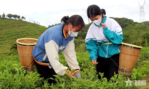 Người đau đáu nâng cao giá trị cây trà Việt Nam - Bài 1: Nên duyên nhờ... sương mù


