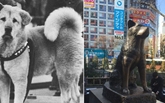 Hachiko - chú chó đứng ở sân ga gần 10 năm đợi chủ