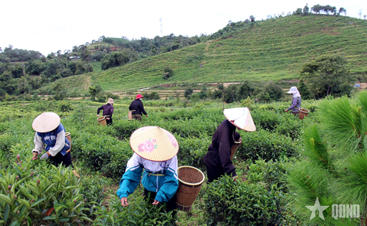 Người đau đáu nâng cao giá trị cây trà Việt Nam - Bài 2: Từ trà “công” đến trà cân (tiếp theo và hết)

