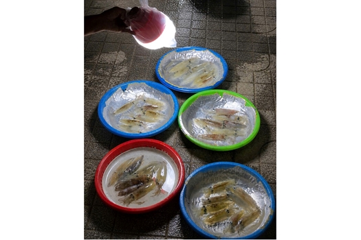 Mực nháy xứ Nghệ