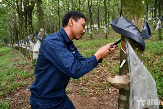 Mãi một tình yêu Trường Sơn

