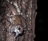 Sóc bay Glaucomys volans