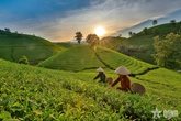 Trên đồi chè Long Cốc
