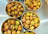 Trái sấu Hà Nội