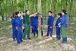 “Vàng trắng” trên cao nguyên đỏ