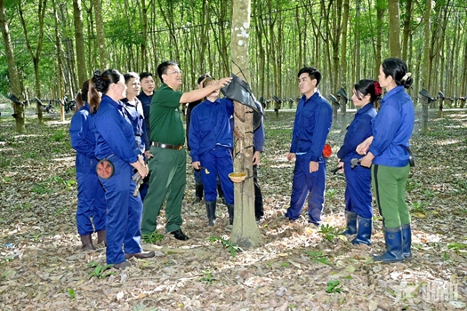 “Vàng trắng” trên cao nguyên đỏ