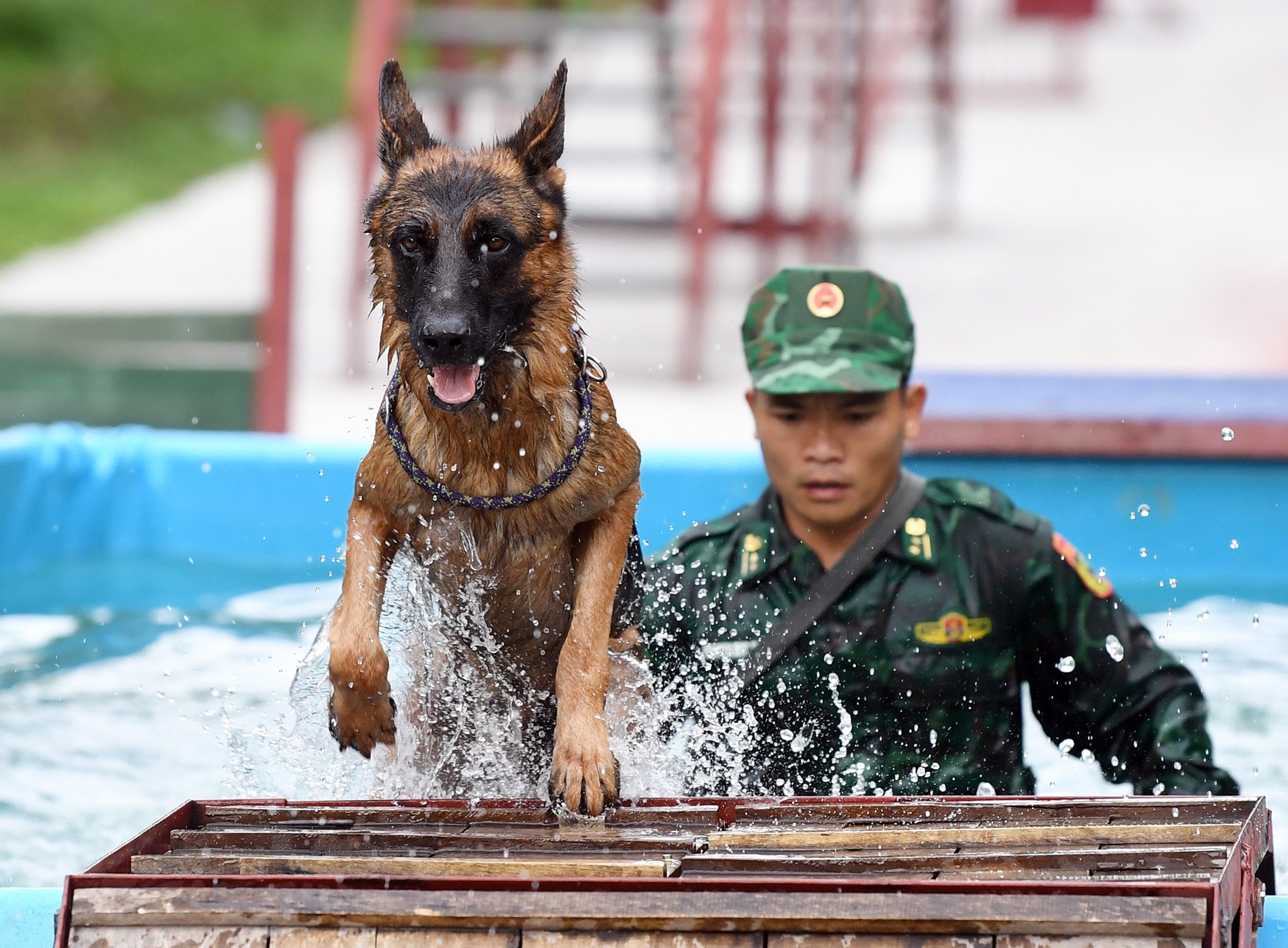 做好充分准备参加忠诚朋友军犬比赛