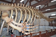 越南最大的两具鲸鱼骨架成功修复