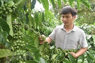 越南咖啡：发挥优势 创新纪录