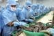 越南黑虎虾深受日本市场的青睐