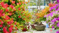 芹苴市春节鲜花满地
