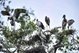 10·14世界候鸟日：采取紧急措施保护越南野生鸟类和候鸟