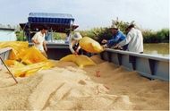 越南首次成为新加坡最大大米供应国
