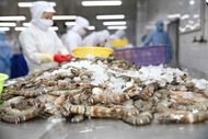 越南虾类出口升温