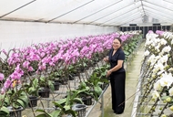 河内发展高科技花卉种植模式迈向绿色农业和应对气候变化