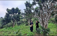 太原省12颗山雪茶树被列入“越南古树”名录
