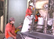 推动越南大米产业可持续发展与环境保护并行