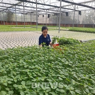 越南经济：绿色生产从田间走向价值链