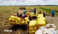 越南政府例行新闻发布会：确保粮食生产与大米出口灵活适应市场变化