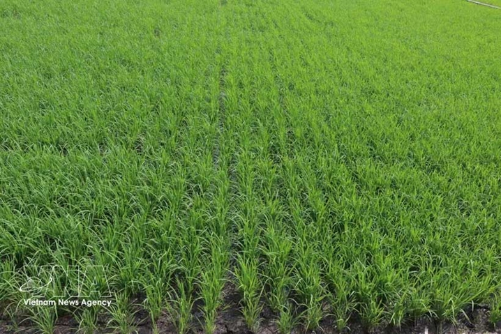 中东冲击：东南亚三国建立化肥联盟