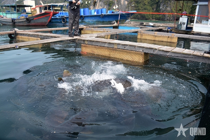 越南水产业力争到2030年出口额达140亿至160亿美元