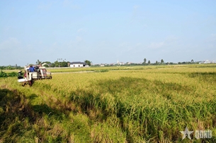 ການແກ່ງແຍ້ງດ້ວຍການຍົກສູງຄຸນນະພາບຜະລິດຕະພັນກະເສດກວ່າອີກ