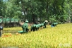ប៉ុស្តិ៍ការពារព្រំដែន Cua Viet ជួយប្រជាជនប្រមូលផលស្រូវ