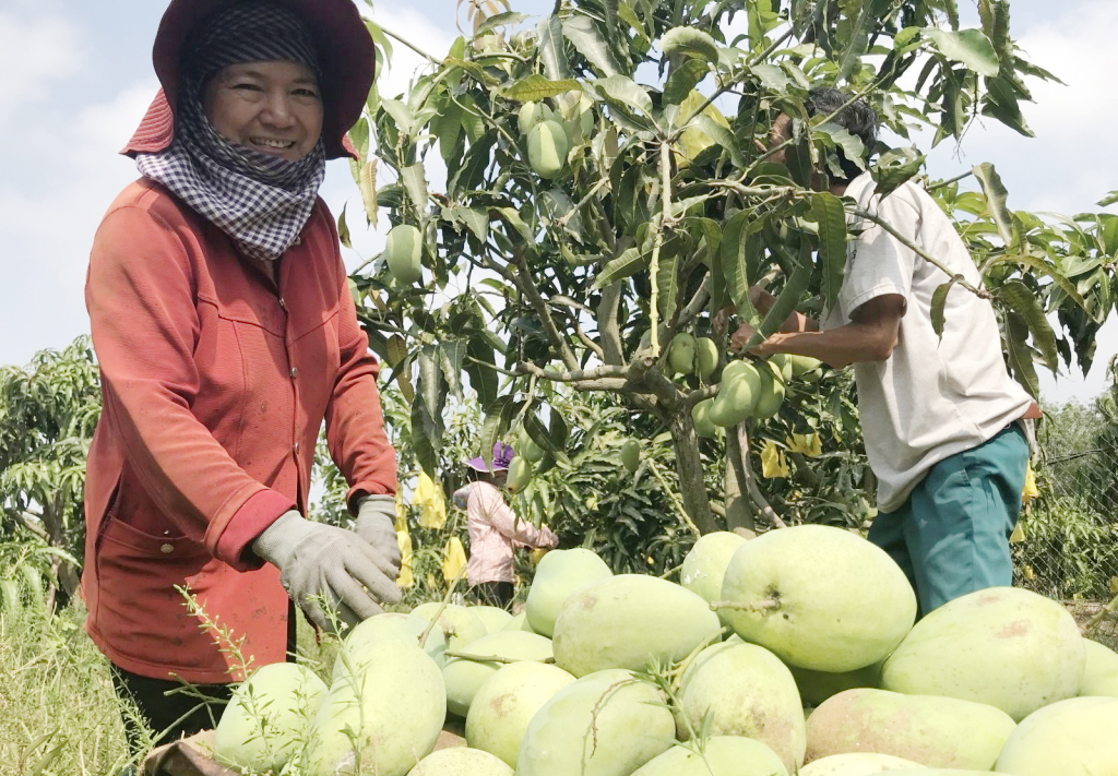 Vietnamese mangoes continue being exported to US