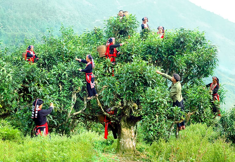 Ha Giang Tea Plantations: Discover Shan Tuyet Tea in Vietnam 2025 2 Esfuerzos realizados para preservar los antiguos árboles de té shan tuyet en Ha Giang