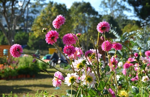 Dalat Flower Festival: A kaleidoscope of floral wonders
