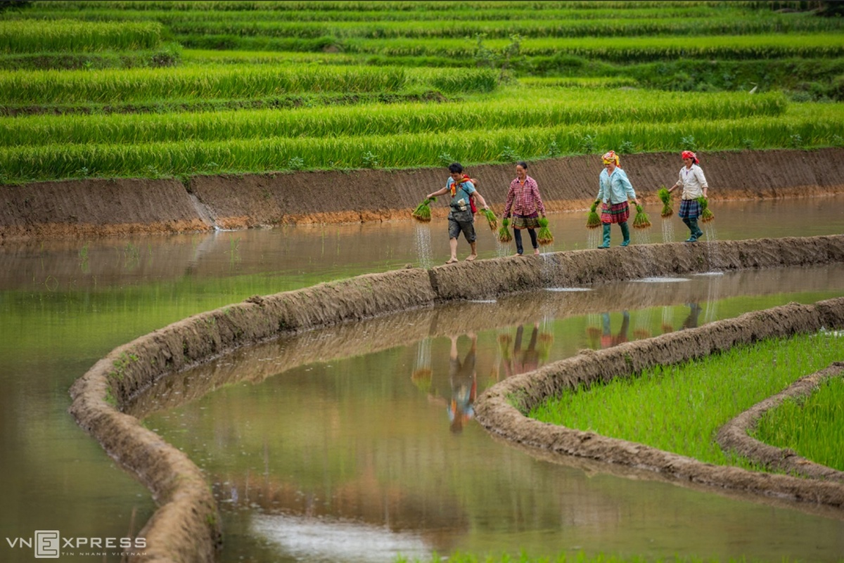 Terraced fields in irrigation season