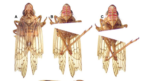 Vation Insect New insects discovered in Vietnam