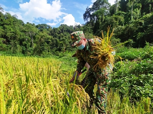 Border guard troops help locals harvest rice