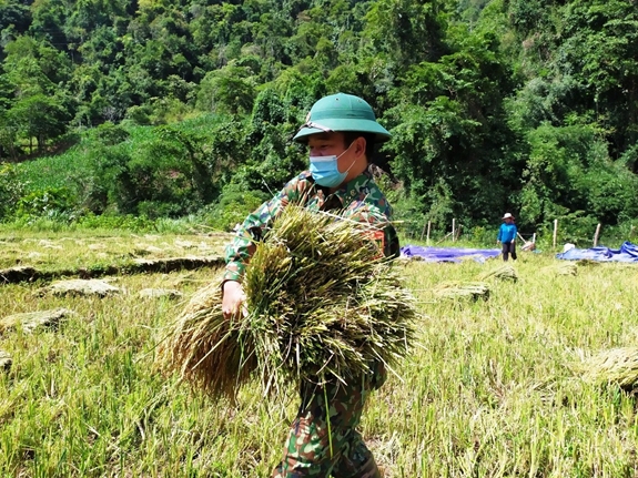 Border guard troops help locals harvest rice