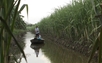 Netherlands helps Mekong Delta agriculture sector to adapt to climate change