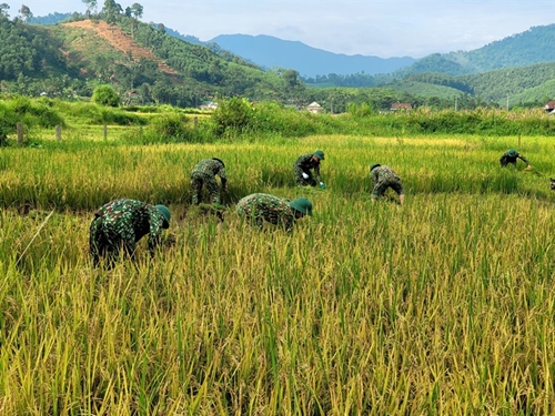 Troops help locals harvest rice after flood