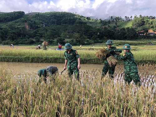 Troops help locals harvest rice after flood