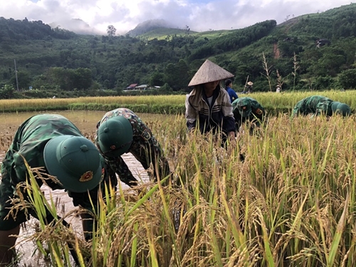 Save River Rice Troops help locals harvest rice after flood