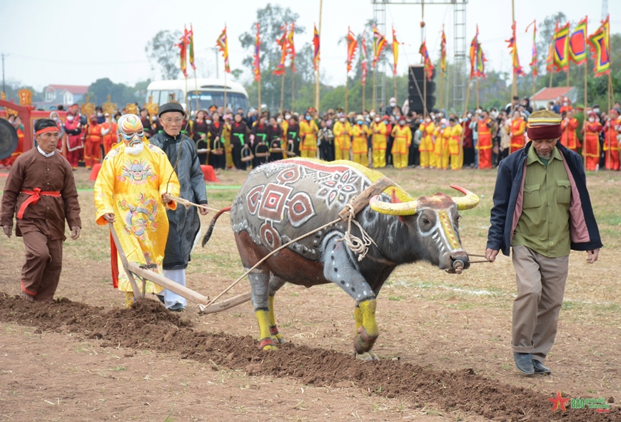 Traditional ploughing festival held to pray for bumper crops